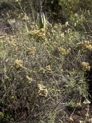 Helichrysum kraussii
