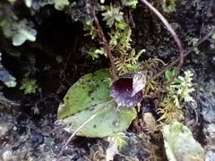 Corybas iridescens