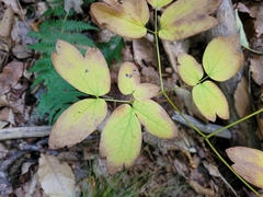 Caulophyllum thalictroides