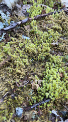 Rhytidiadelphus squarrosus