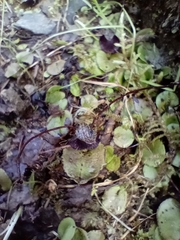 Corybas iridescens