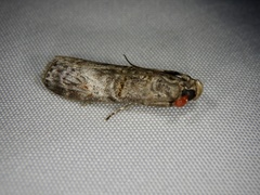 Nephopterix intercisella