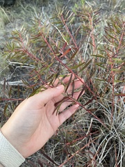 Stillingia texana