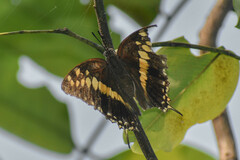 Charaxes solon