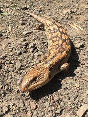Tiliqua nigrolutea