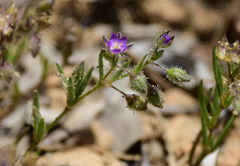 Spergularia bocconei