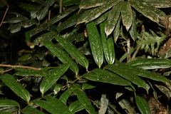 Ripogonum discolor