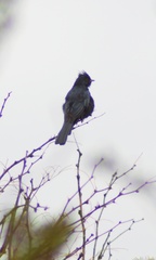 Phainopepla nitens