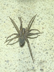 Tegenaria domestica