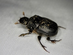 Onthophagus lenzii