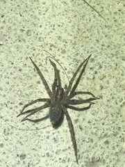 Tegenaria domestica