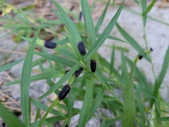 Asteromyia euthamiae