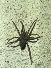 Tegenaria domestica
