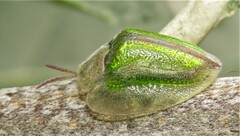 Basipta stolida