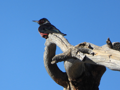 Melanerpes lewis