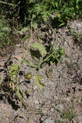 Solanum houstonii
