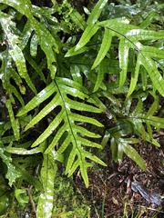 Microsorum pustulatum