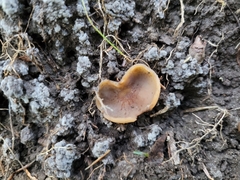 Phylloscypha phyllogena