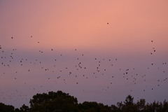 Pteropus poliocephalus