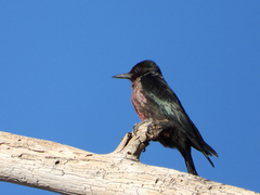 Melanerpes lewis