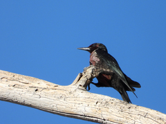 Melanerpes lewis