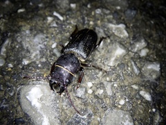 Spondylis buprestoides