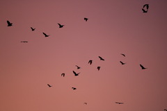 Pteropus poliocephalus