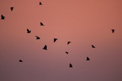 Pteropus poliocephalus