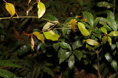 Melodinus australis
