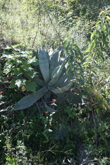 Agave shrevei