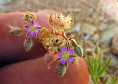 Spergularia bocconei