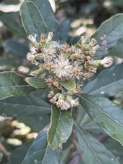 Brachylaena transvaalensis