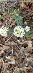 Pimelea humilis
