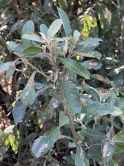 Brachylaena transvaalensis