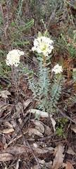 Pimelea humilis