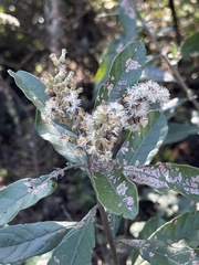 Brachylaena transvaalensis