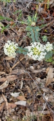 Pimelea humilis