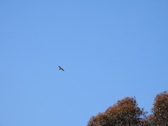 Hieraaetus morphnoides