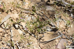 Spergularia bocconei
