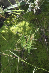 Myriopteris myriophylla
