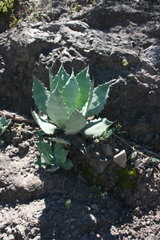 Agave wocomahi