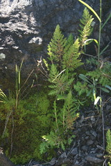Selaginella pallescens