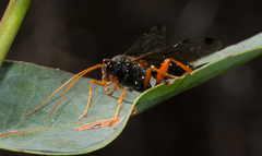 Echthromorpha intricatoria