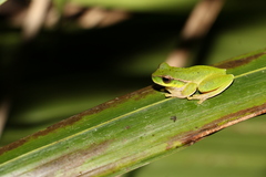 Ranoidea barringtonensis