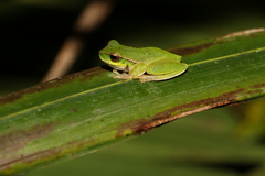 Ranoidea barringtonensis