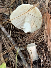 Amanita bisporigera