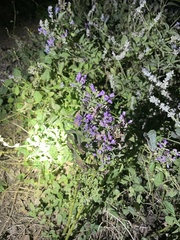 Vitex agnus-castus