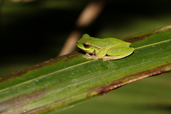 Ranoidea barringtonensis