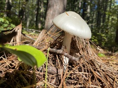 Amanita bisporigera