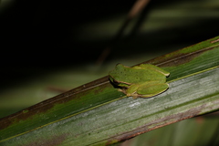 Ranoidea barringtonensis